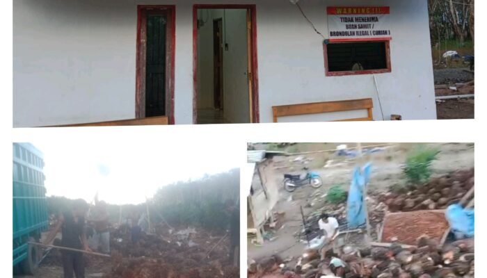 Lapak Nayla Jaya di Mesuji Diduga Jadi Penadah Buah Sawit Hasil Curian Dijual Ke Oki